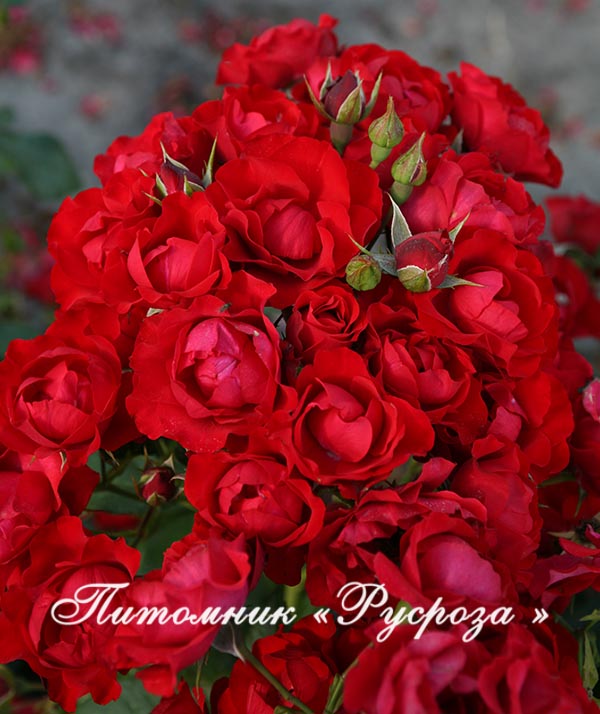 BLACK FOREST ROSE ШТ 80-90