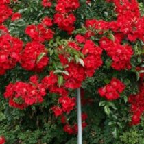 BLACK FOREST ROSE ШТ 80-90