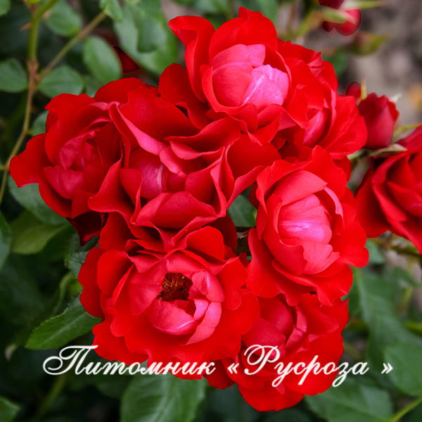 BLACK FOREST ROSE ШТ 60-90-120