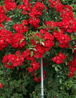 BLACK FOREST ROSE ШТ 60-90-120