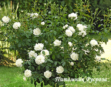 BLANC MEILLANDECOR ШТ 50-60