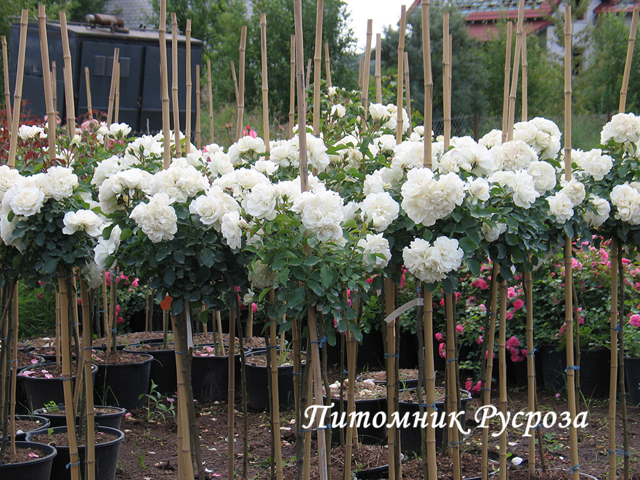 BLANC MEILLANDECOR ШТ 60-90-120