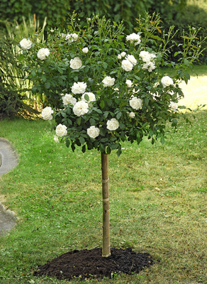 BLANC MEILLANDECOR ШТ 60-90-120