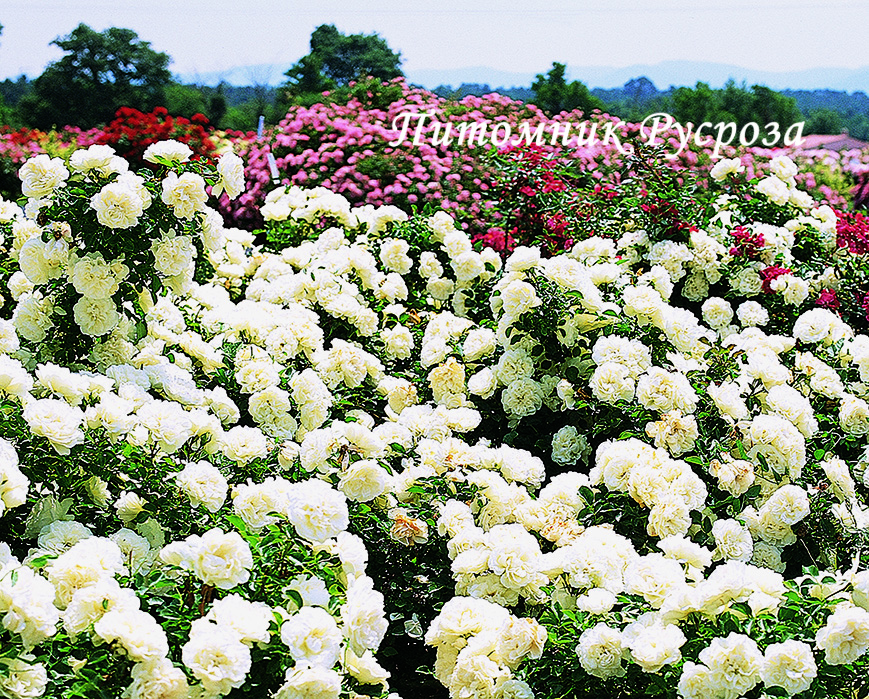 BLANC MEILLANDECOR ШТ 60-90-120