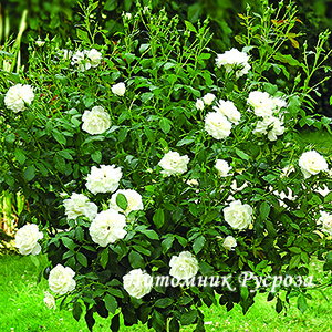 BLANC MEILLANDECOR ШТ 60-90-120