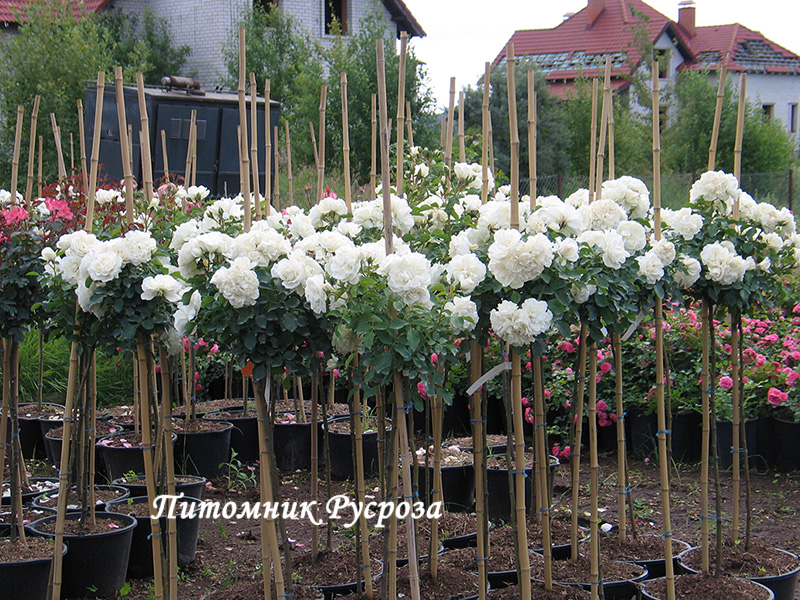BLANC MEILLANDECOR ШТ 60-90-120