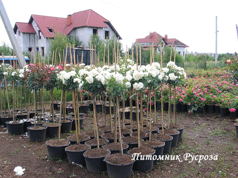BLANC MEILLANDECOR ШТ 60-90-120