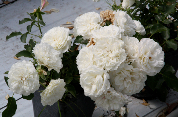 BLANC MEILLANDECOR ШТ 60-90-120