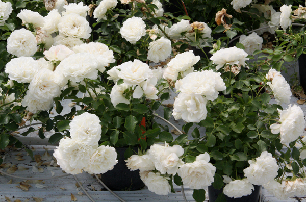 BLANC MEILLANDECOR ШТ 60-90-120