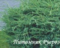 Можжевельник китайский 