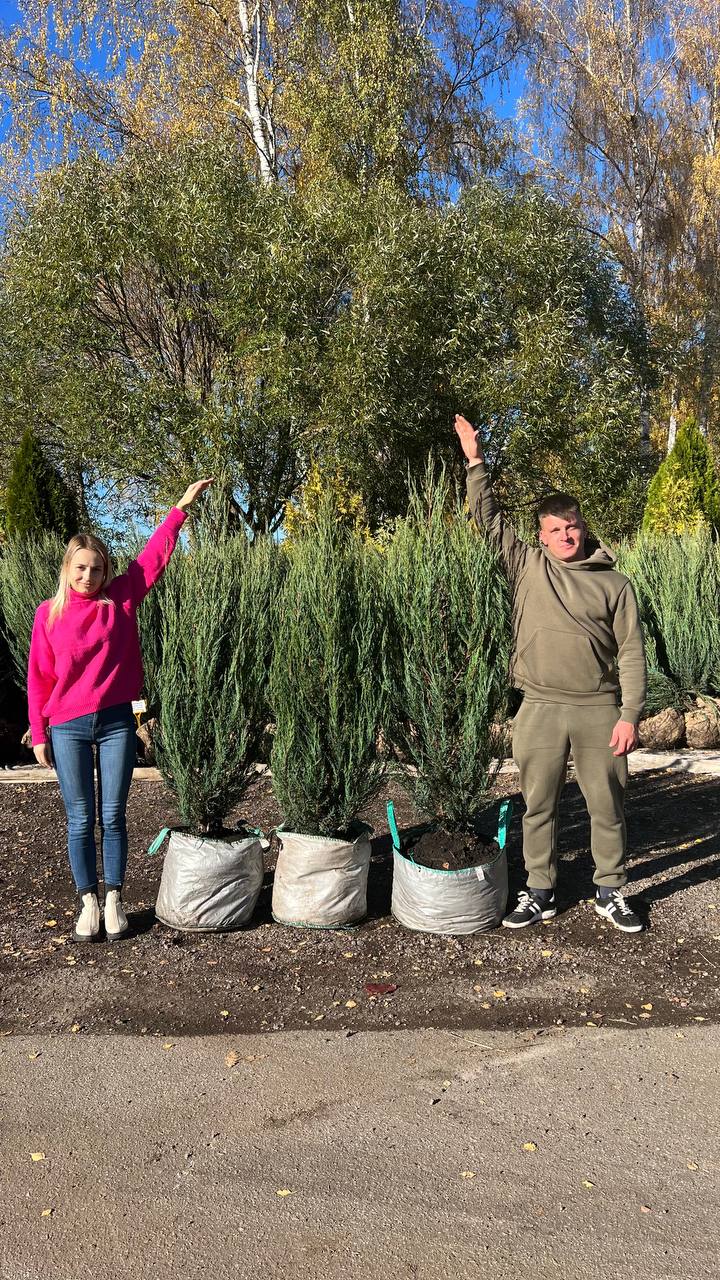 Можжевельник скальный 