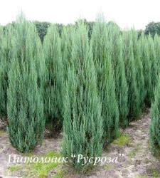 Можжевельник скальный 