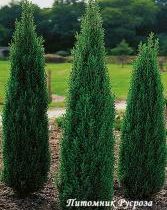 Можжевельник обыкновенный 