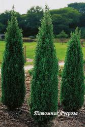 Можжевельник обыкновенный 