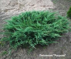 Можжевельник обыкновенный 