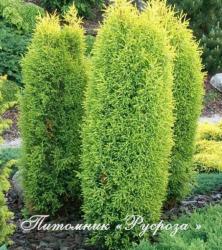 Можжевельник обыкновенный 