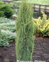 Можжевельник обыкновенный 