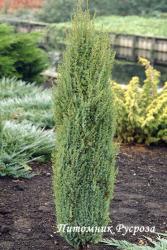 Можжевельник обыкновенный 