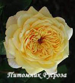 ALLUX SYMPHONIE