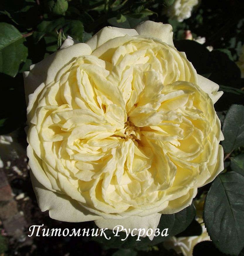 ALLUX SYMPHONIE