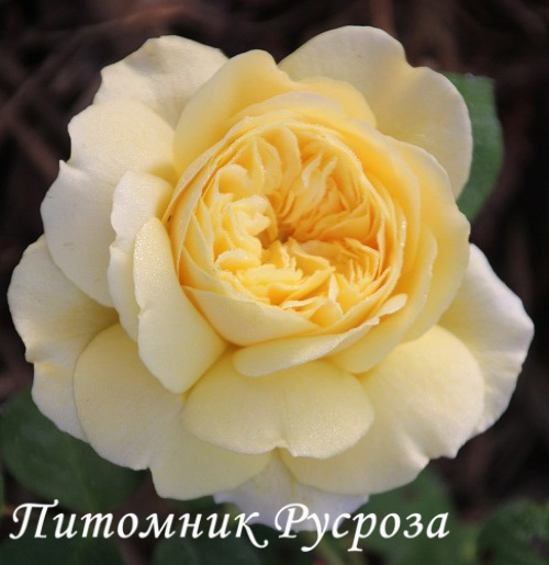 ALLUX SYMPHONIE