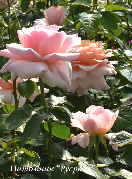 SUE HIPKIN (SWEET REVELATION)