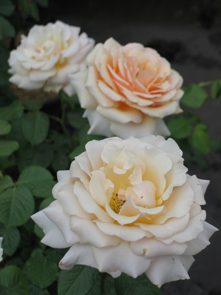 SUE HIPKIN (SWEET REVELATION)