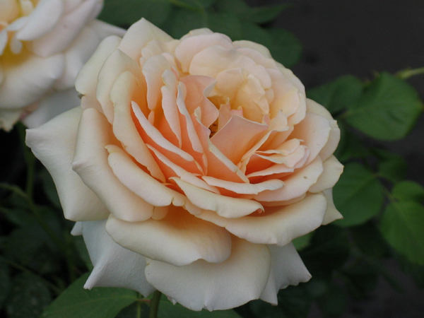 SUE HIPKIN (SWEET REVELATION)