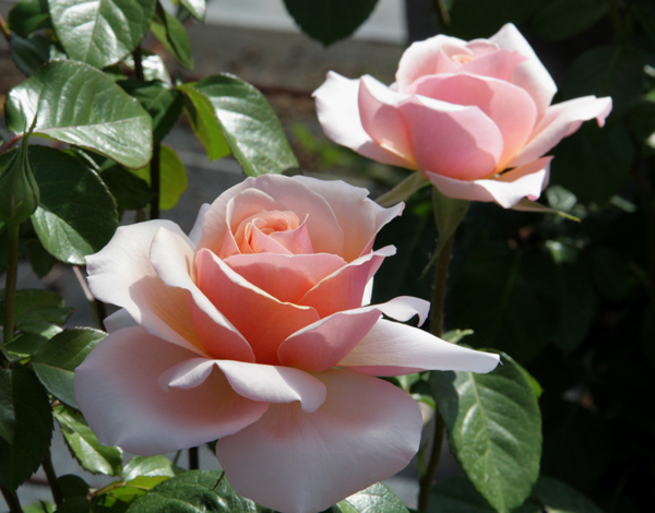 SUE HIPKIN (SWEET REVELATION)