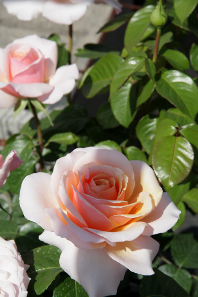 SUE HIPKIN (SWEET REVELATION)