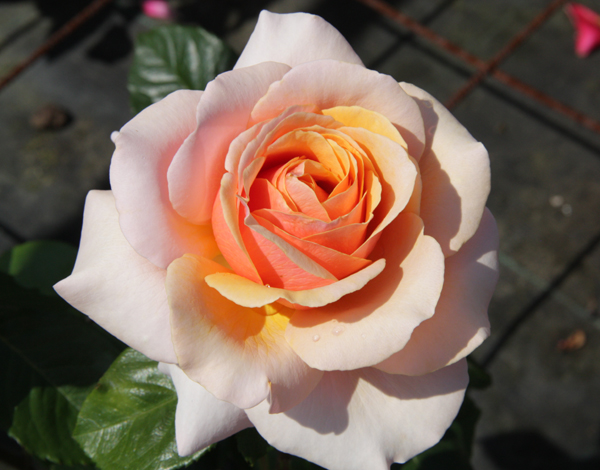 SUE HIPKIN (SWEET REVELATION)