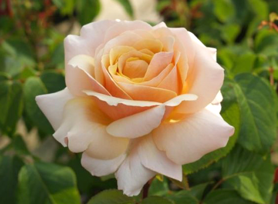 SUE HIPKIN (SWEET REVELATION)