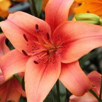 Лилия Азиатская 