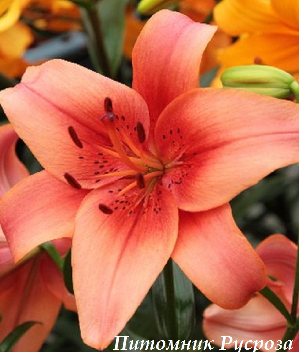 Лилия Азиатская 