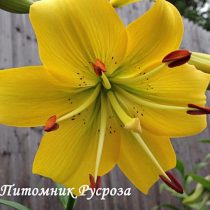 Лилия Азиатская 