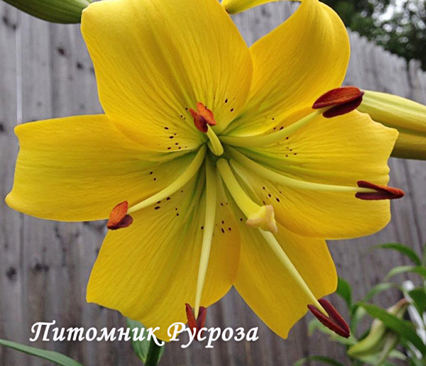 Лилия Азиатская 