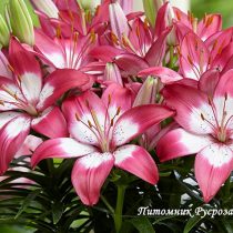 Лилия Азиатская 