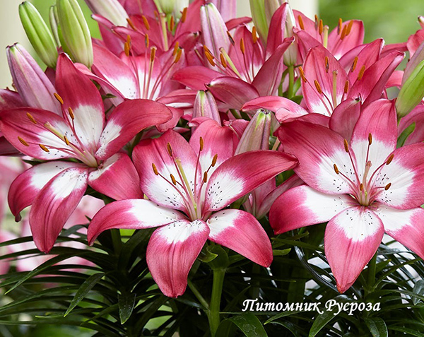 Лилия Азиатская 