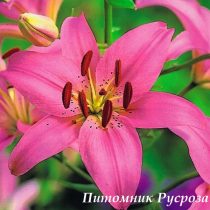 Лилия Азиатская 