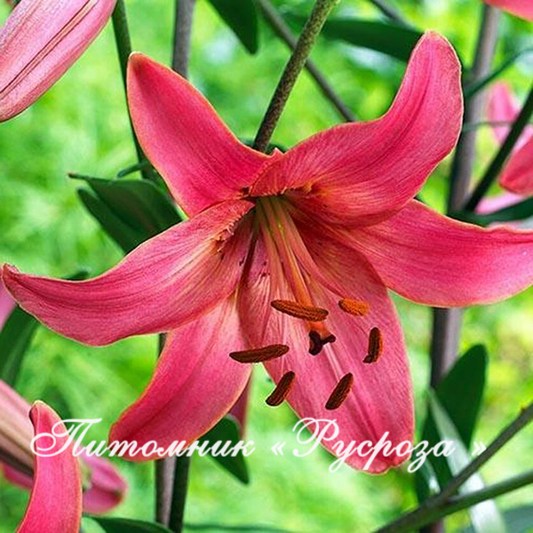 Лилия Азиатская 