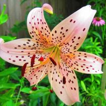 Лилия Азиатская 