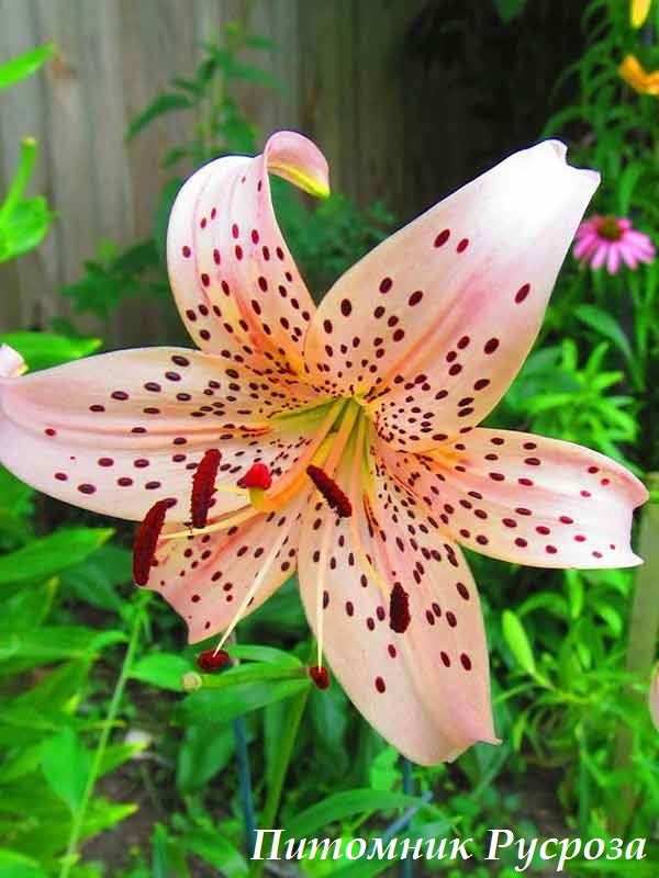 Лилия Азиатская 