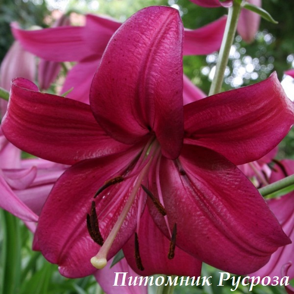 Лилия Азиатская 