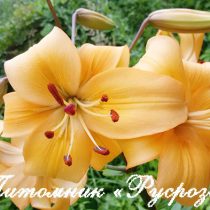 Лилия Азиатская 