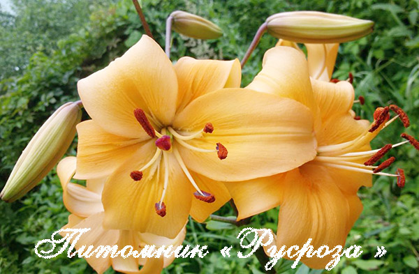 Лилия Азиатская 