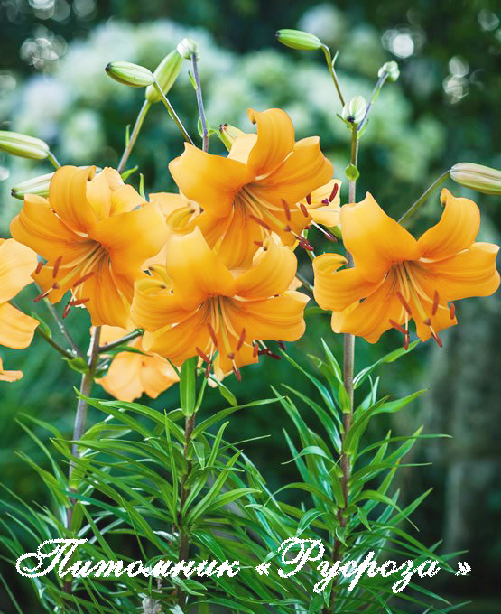 Лилия Азиатская 