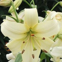 Лилия Азиатская 