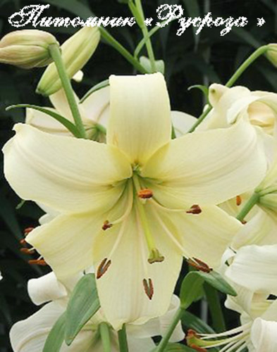 Лилия Азиатская 