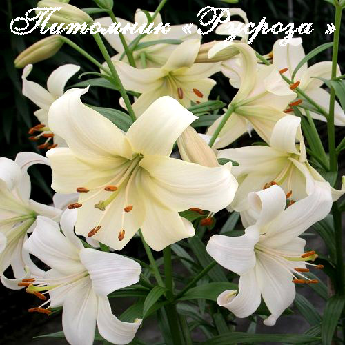 Лилия Азиатская 