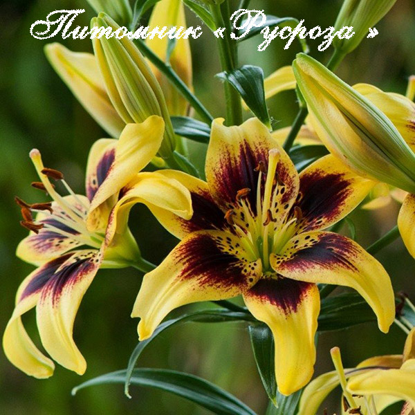 Лилия Азиатская 